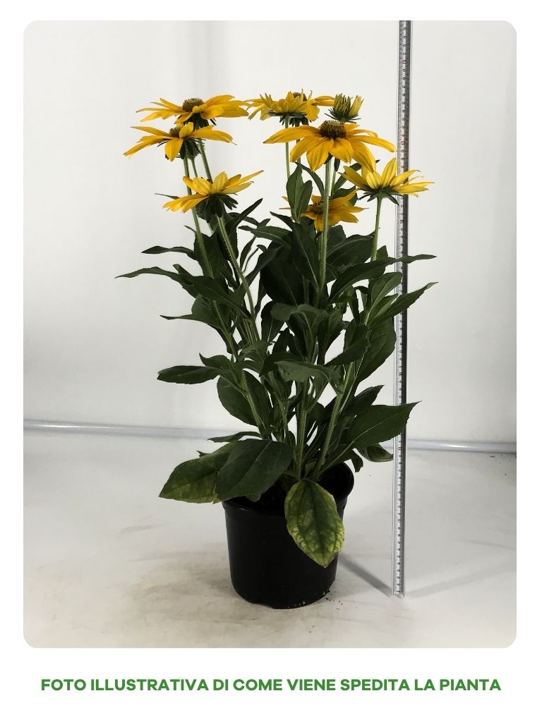 RUDBECHIA IN VASO DA 20CM