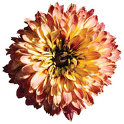 RUDBECKIA HIRTA RUDY DOUBLE ROSE YELLOW IN VASO 18CM
