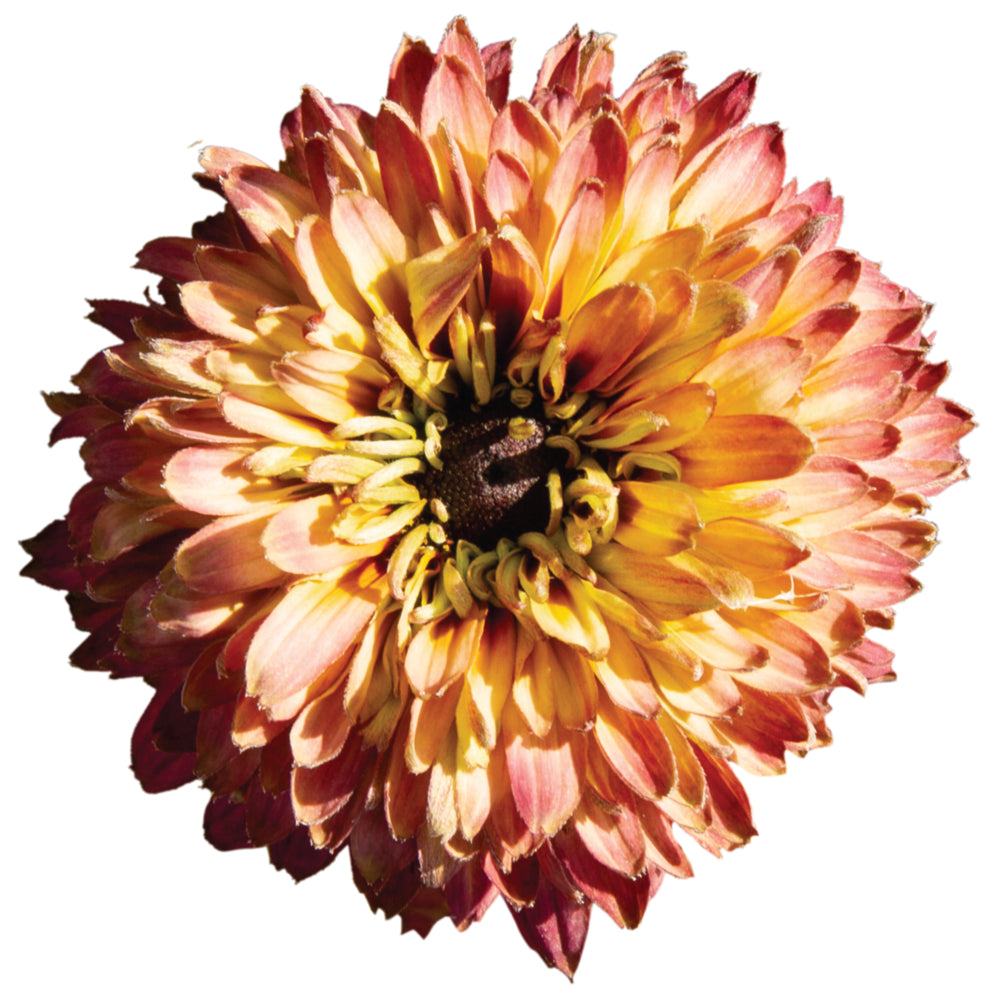 RUDBECKIA HIRTA RUDY DOUBLE ROSE YELLOW IN VASO 18CM