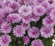 ASTER SETTEMBRINO SHOWMAKERS BABY PINK IN VASO 10,5CM