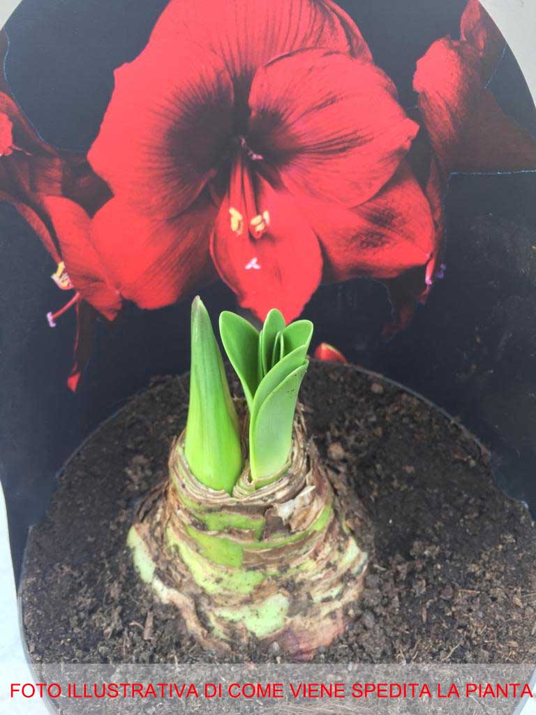 AMARYLLIS ROSSO VASO CERAMICO ROSSO 17CM