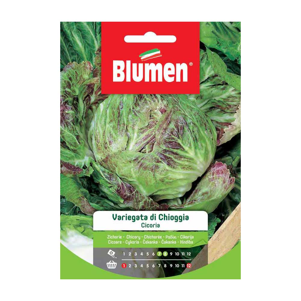 SEMI CICORIA VARIEGATA DI CHIOGGIA BLUMEN