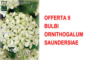 OFFERTA 9 BULBI ORNITHOGALUM SAUNDERSIAE