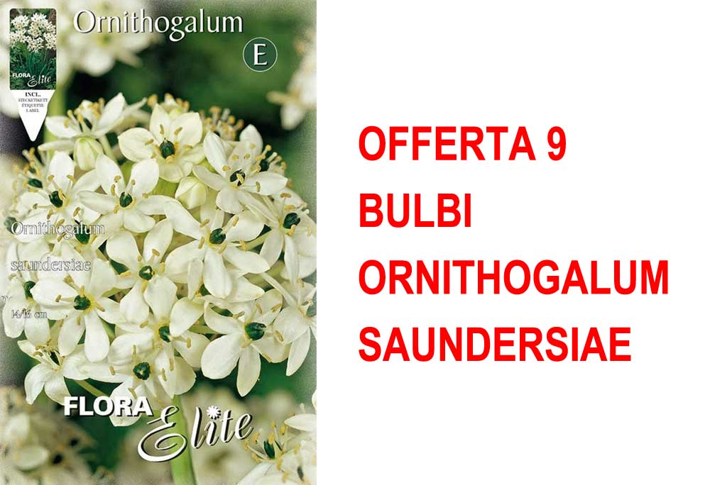 OFFERTA 9 BULBI ORNITHOGALUM SAUNDERSIAE
