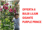 OFFERTA 6 BULBI LILIUM GIGANTE PURPLE PRINCE