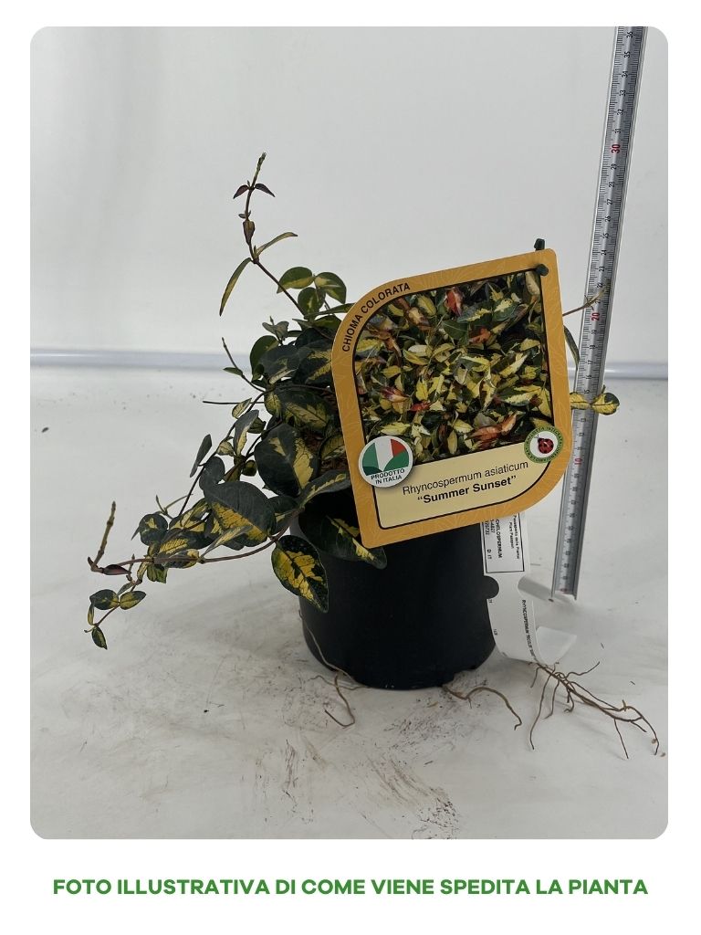 RYNCOSPERMUM ASIATICUM SUMMER SUNSET VASO 15CM