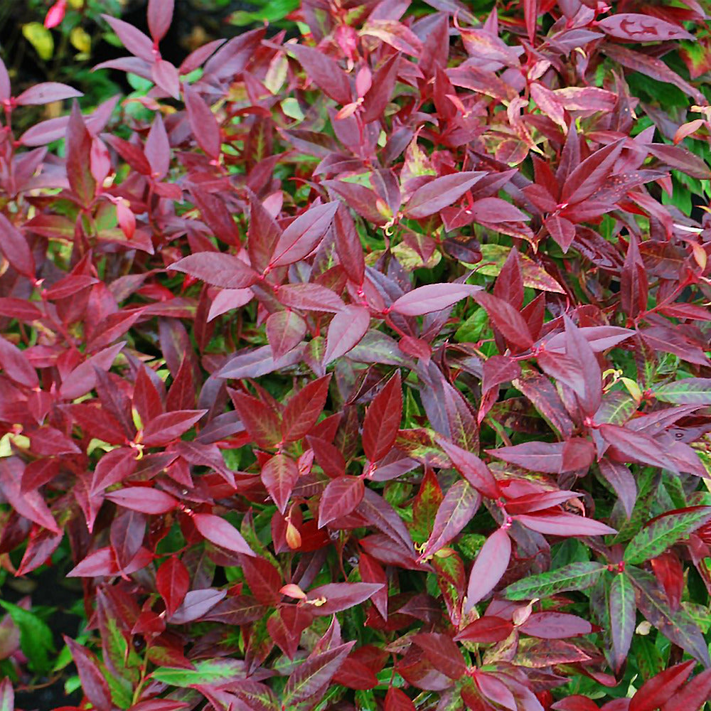 LEUCOTHOE ZEBLID VASO 17CM