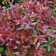 LEUCOTHOE ZEBLID VASO 17CM