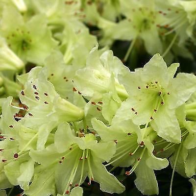RODODENDRO SHAMROCK IN VASO 21CM
