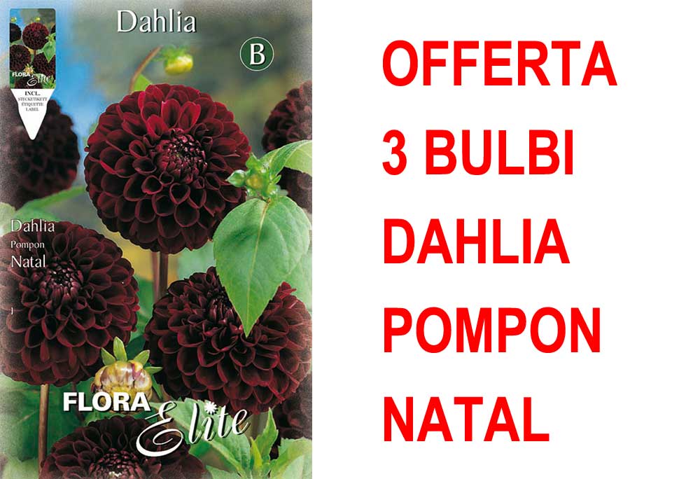 OFFERTA 3 BULBI DAHLIA POMPON NATAL