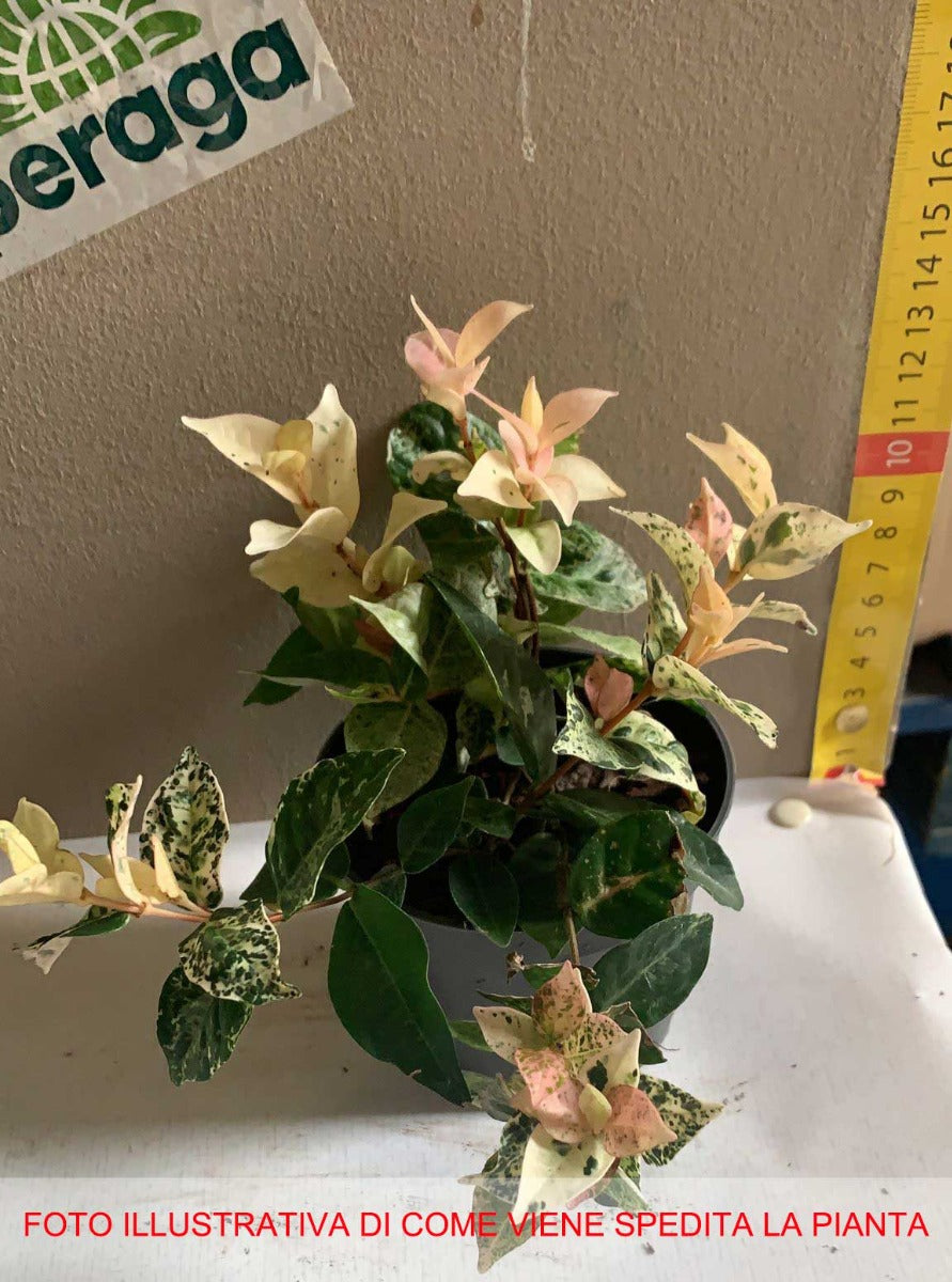 TRACHELOSPERMUM TRICOLOR VASO 9CM