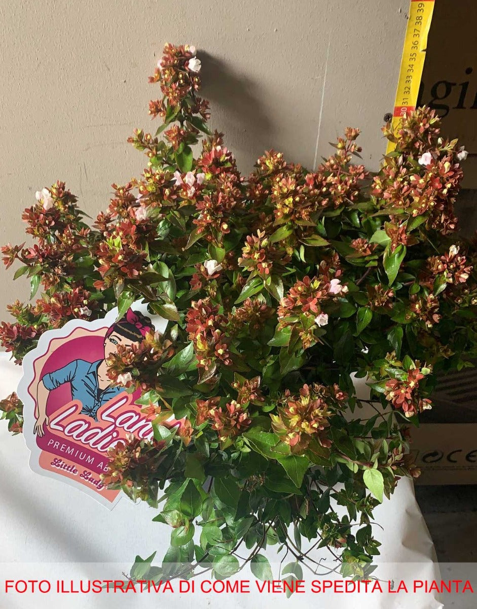 ABELIA GRANDIFLORA LITTLE LADY VASO 19CM