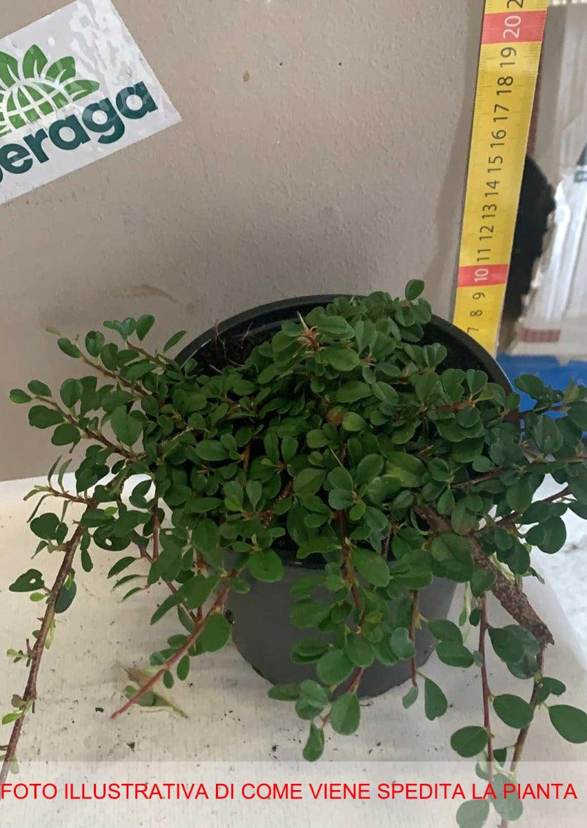 COTONEASTER QUEEN OF CARPETS VASO 14CM