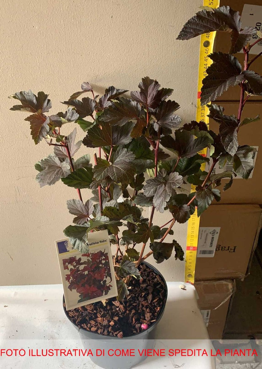 PHYSOCARPUS OPULIFOLIUS ANDRE VASO 17CM