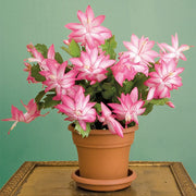 SCHLUMBERGERA CACTUS DI NATALE IN VASO 9CM COLORE A SCELTA