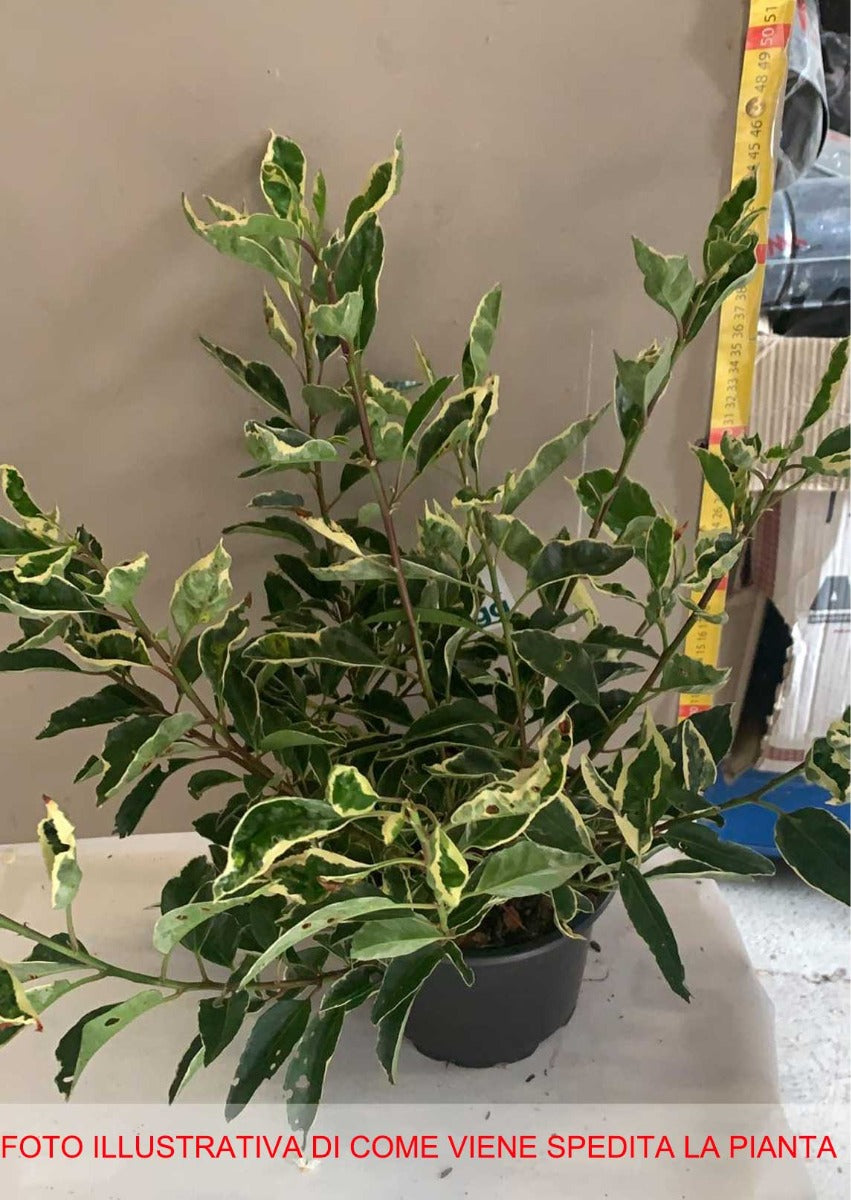 PRUNUS LUSITANICA VARIEGATA LAURO DA SIEPE VASO 17CM