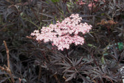 SAMBUCUS SAMBUCO NIGRA BLACK LACE IN VASO 18CM