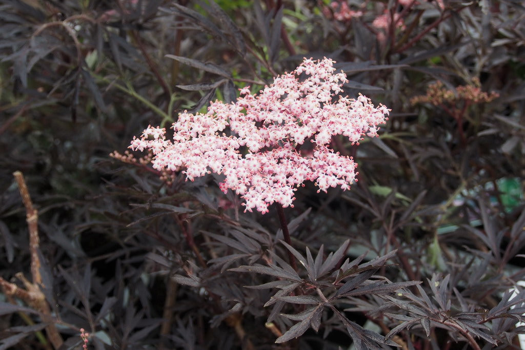 SAMBUCUS SAMBUCO NIGRA BLACK LACE IN VASO 18CM