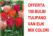 OFFERTA 150 BULBI TULIPANO DARWIN VAN EIJK MIXED