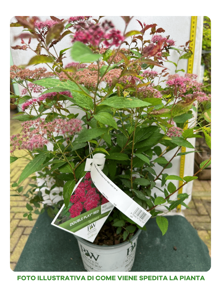 SPIRAEA JAPONICA DOUBLE PLAY RED VASO 18CM