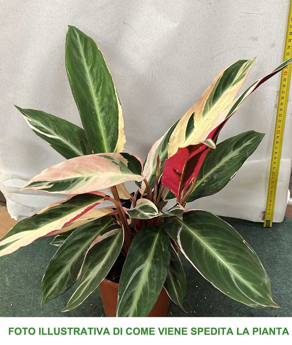 CALATHEA TRIOSTAR IN VASO 14CM