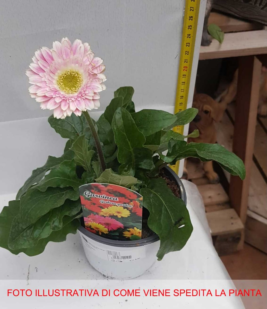 GARVINEA COLORE ASSORTITO VASO 14CM