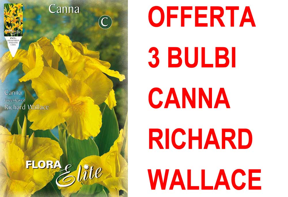 OFFERTA 3 BULBI CANNA GREENLEAVED RICHARD WALLACE