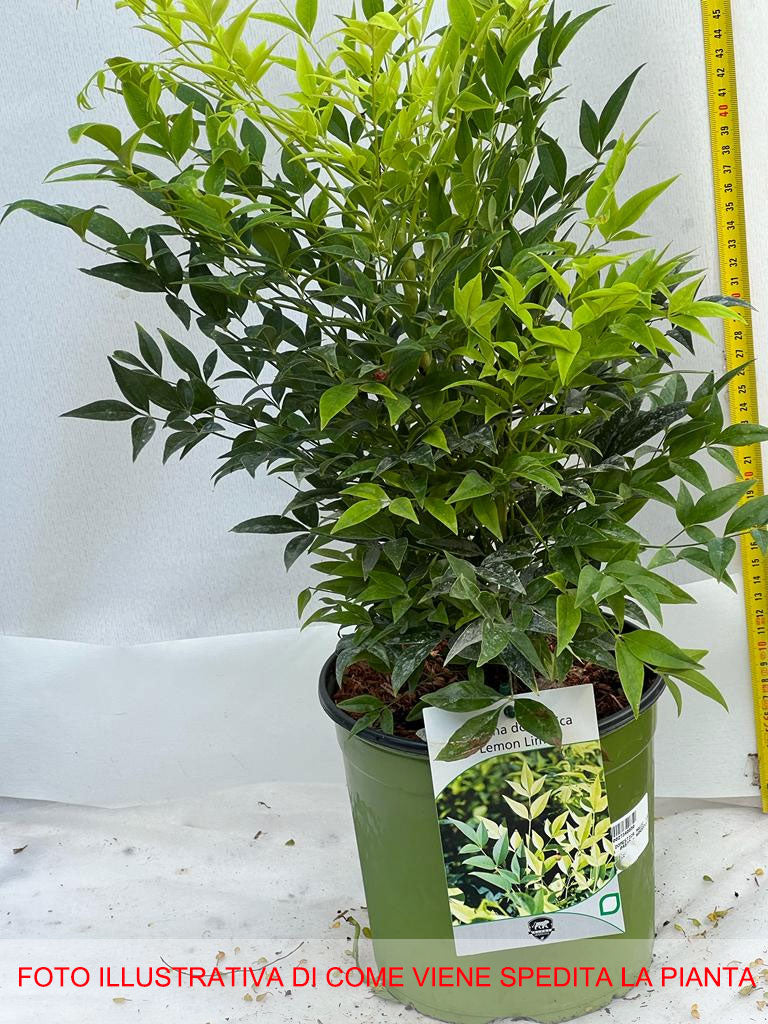 NANDINA DOMESTICA LEMON LIME IN VASO 18CM