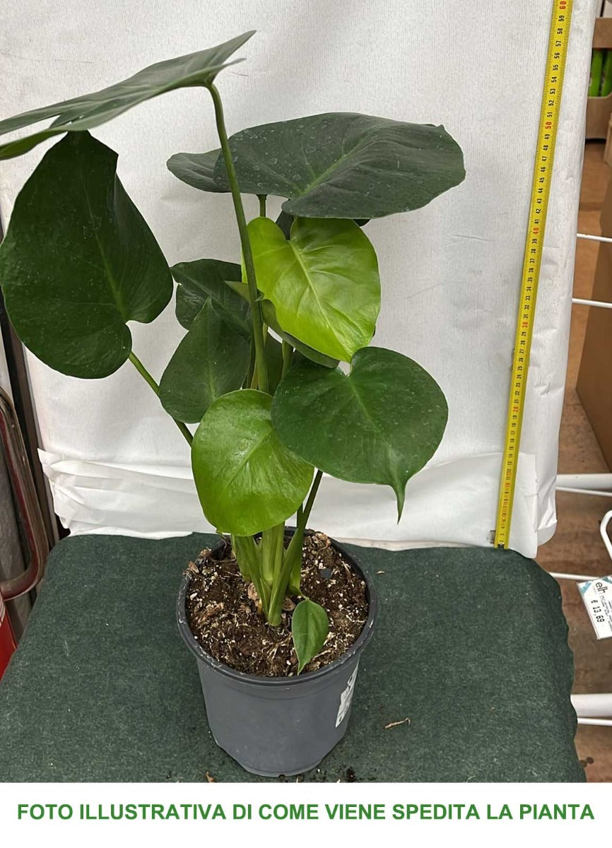 MONSTERA DELICIOSA VASO 17CM