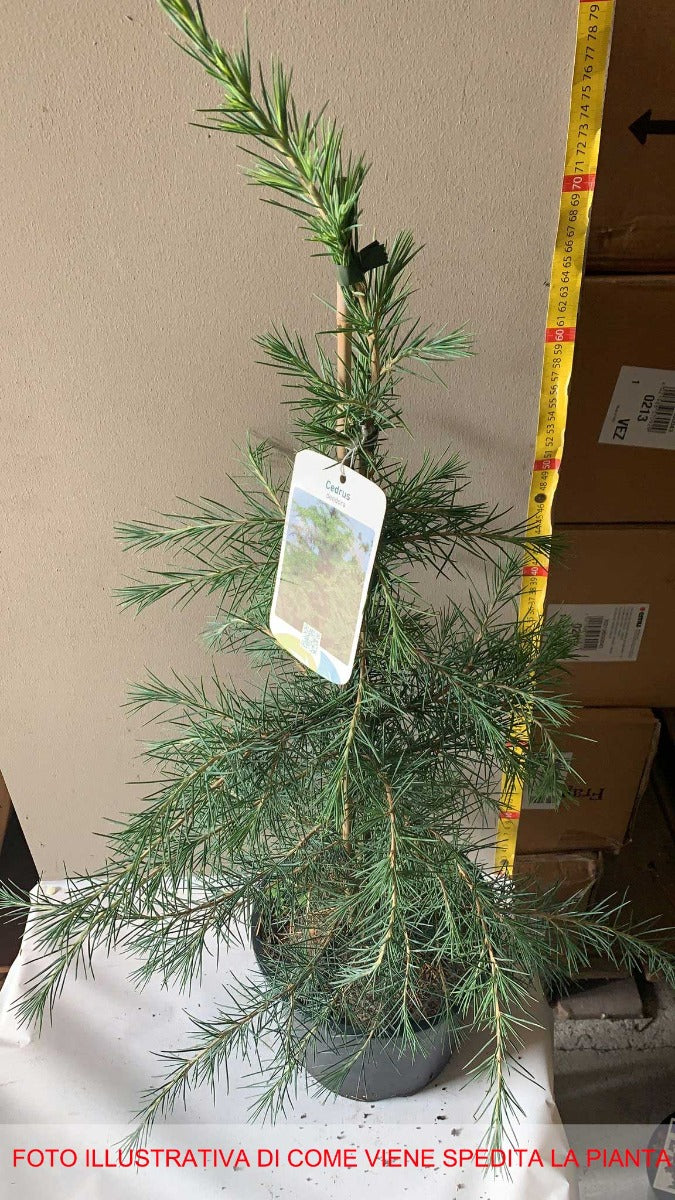 CEDRUS DEODARA IN VASO 21CM