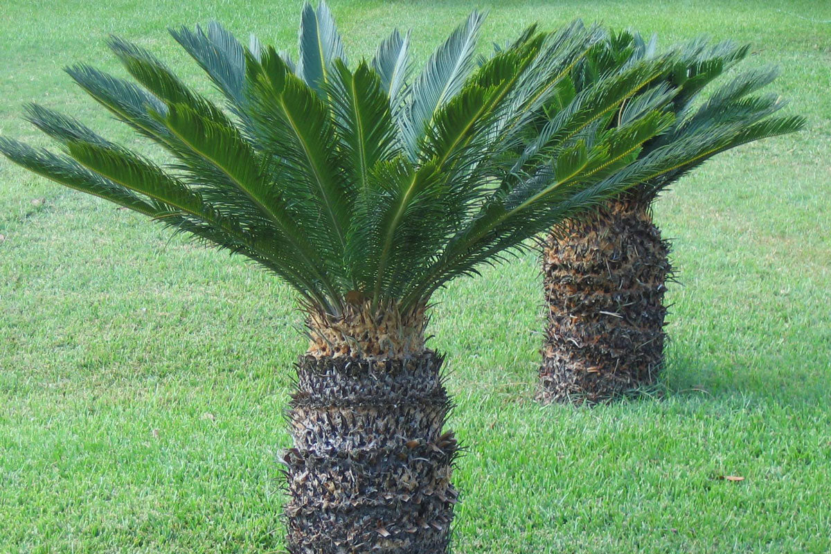 CYCAS REVOLUTA PALMA NANA VASO 18CM