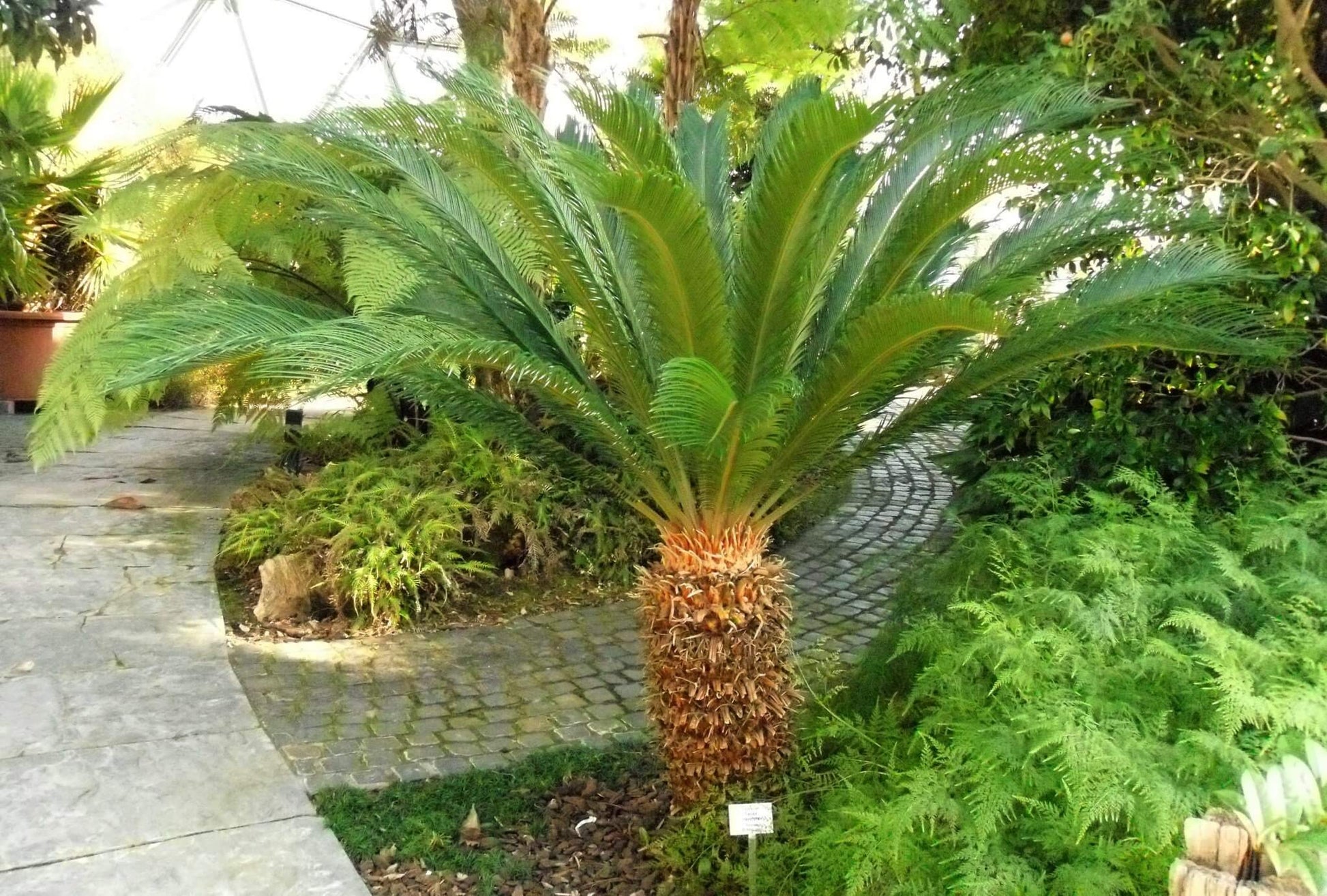 CYCAS REVOLUTA, IN VASO 24 CM