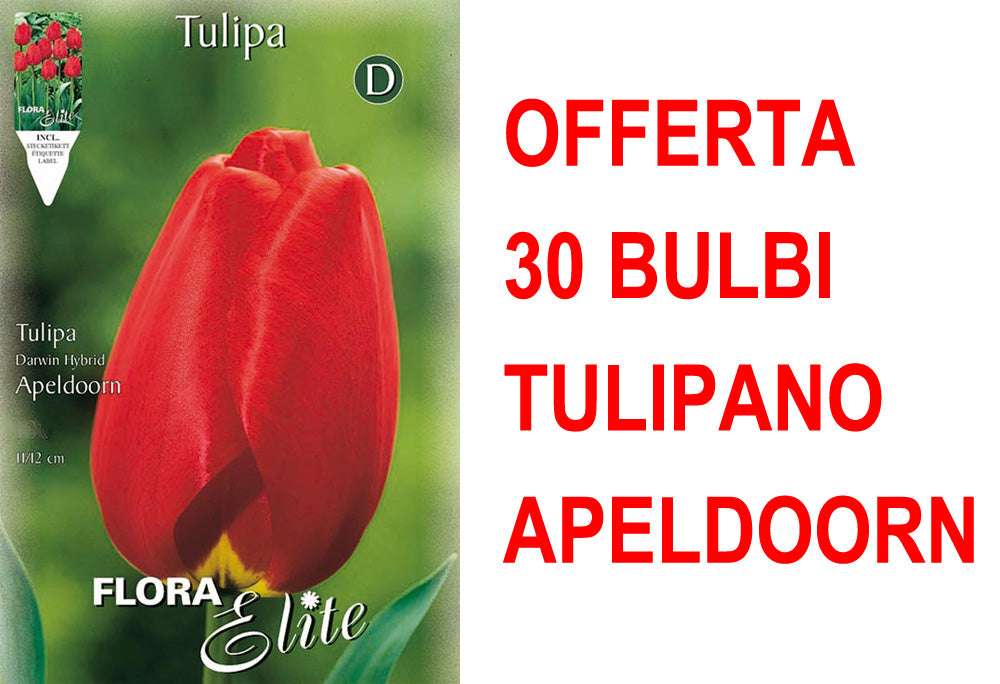 OFFERTA 30 BULBI TULIPANO DARWIN HYBRID APELDOORN