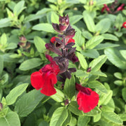 SALVIA GREIGGII MIRAGE CHERRY RED VASO 18CM