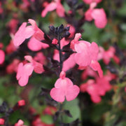 SALVIA GREIGGII MIRAGE ROSA VASO 18CM
