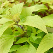 SALVIA MELONE IN VASO 14CM