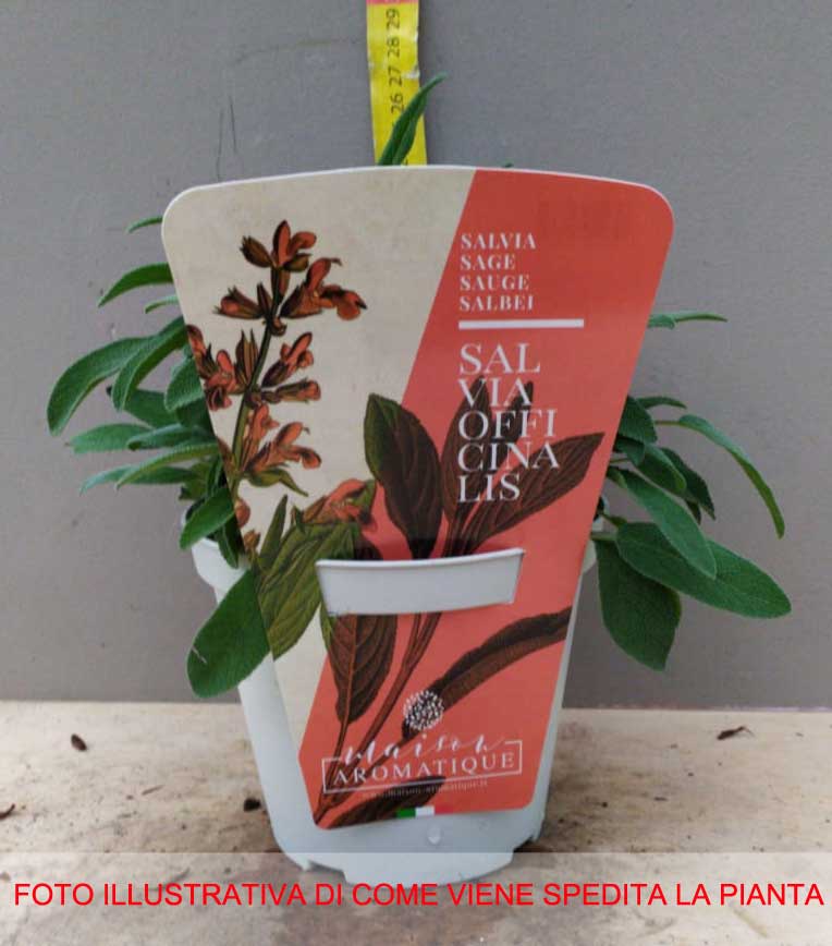 SALVIA OFFICINALIS IN VASO 14CM