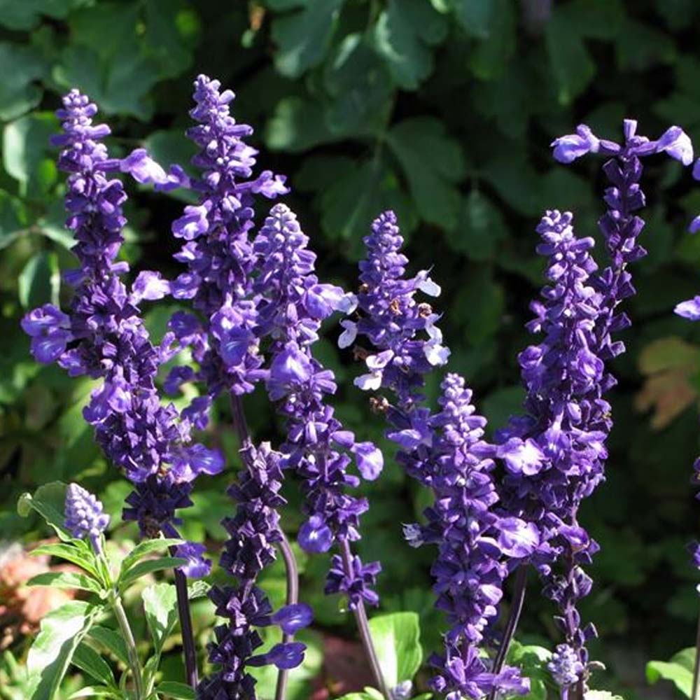 SALVIA FARINACEA IN VASO DA 14CM