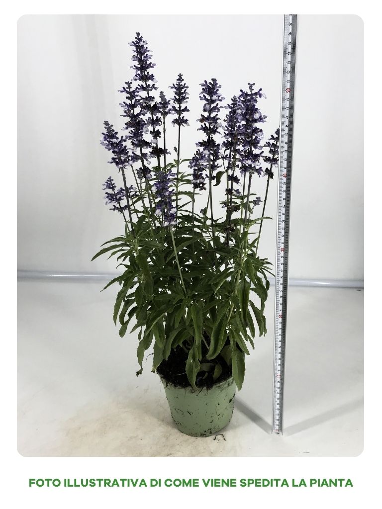 SALVIA FARINACEA IN VASO DA 14CM