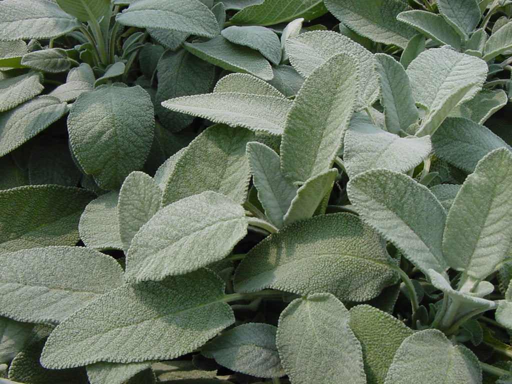 SALVIA MAXIMA IN VASO 14CM