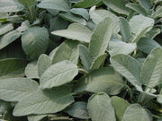 SALVIA MAXIMA IN VASO 14CM