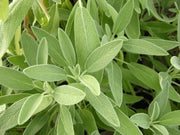 SALVIA OFFICINALIS IN VASO 14CM