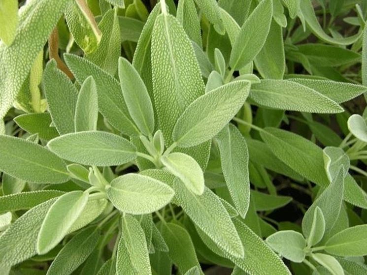SALVIA OFFICINALIS IN VASO 14CM