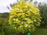 SAMBUCUS SAMBUCO AUREA IN VASO 17CM