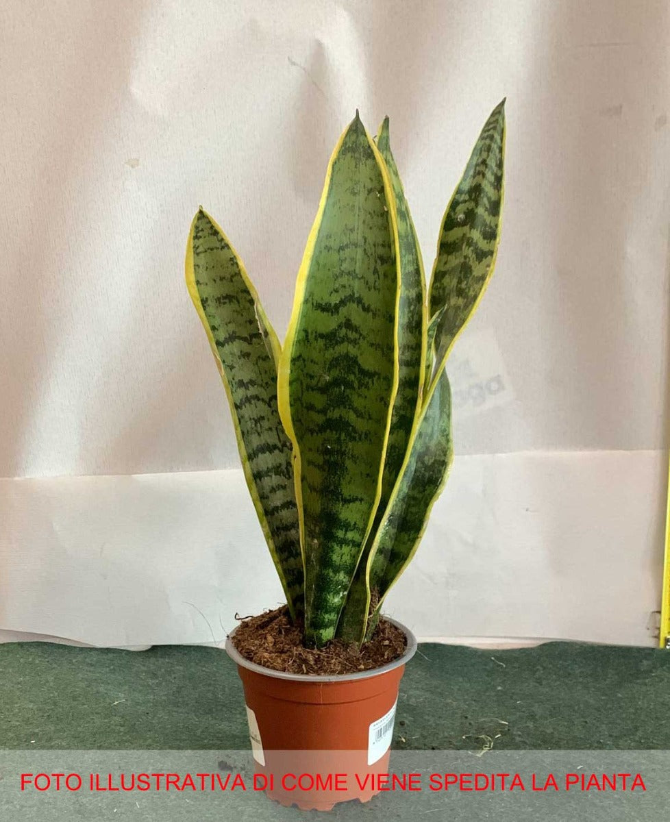 SANSEVIERIA LAURENTII IN VASO 10CM