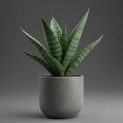 SANSEVIERIA CYLINDRICA BONCEL MIGNON IN VASO 6CM