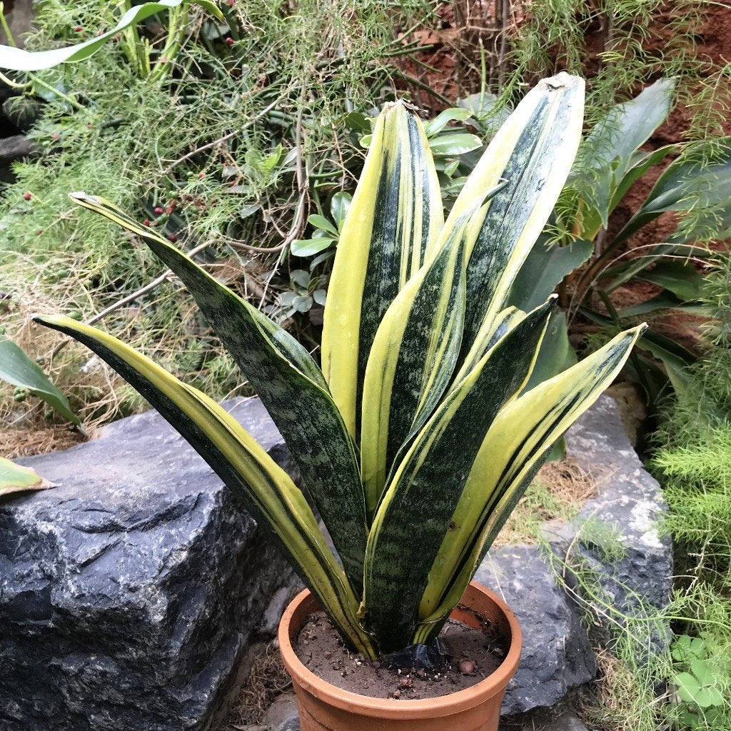 SANSEVIERIA GOLD FLAME IN VASO 17CM