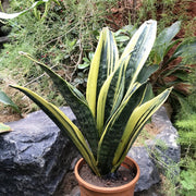 SANSEVIERIA GOLD FLAME IN VASO 17CM