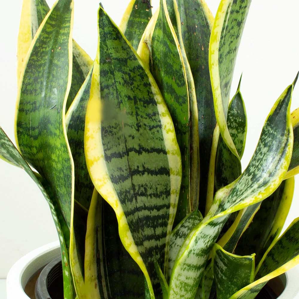 SANSEVIERIA FUTURA IN VASO 10CM
