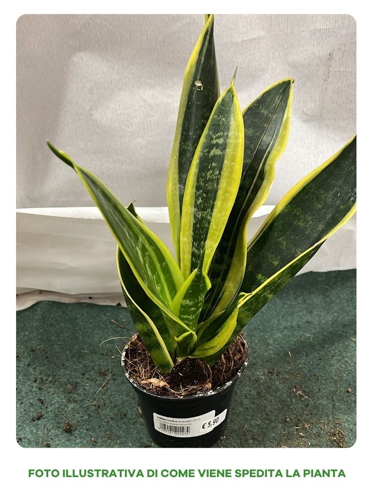 SANSEVIERIA FUTURA IN VASO 10CM